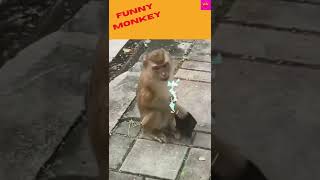 funny monkey# funny monkeys video# short#