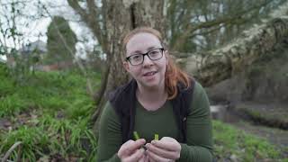 Three Cornered Leek (Allium triquetrum) - Foraging UK -