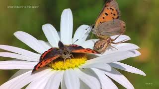 Small Copper butterflies (Lycaena phlaeas) vs crab spider