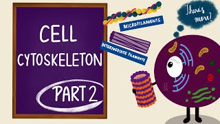 Cell Cytoskeleton | Part 2 | Microfilaments and Intermediate Filaments | Cell Biology