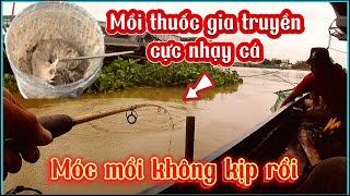 Điểm câu Huyền thoại || lại là mồi thuốc gia truyền câu cá basa ăn không hết