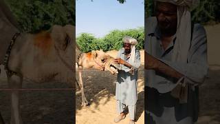 Sound at the time of treatment of the camel #shorts  #shortvideo  #youtubeshorts