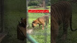 شاهدوا أجمل انواع النمور في العالم النمر الماليزي #ماليزيا #حيوانات