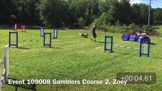 USDAA Event 109008, Gamblers Course 2, Zoey, 16 inches.