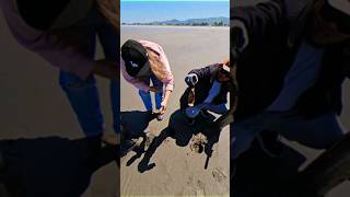 The summer of fun (harvesting razor clams) #pnw #oregon #shortvideo #seafood #youtubeshorts #fyp