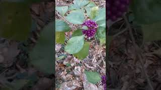 Jungle Beautyberry search