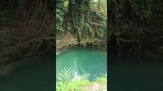 High jump in a river Jamaican style only we know how to do it #viral #trendingshorts #jamaica