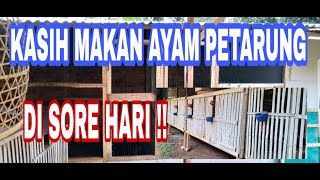 kasih makan di sore hari