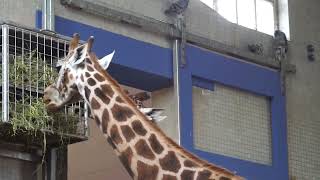 Giraffe Giraffa Camelopardalis, Into Africa, London Zoo, Outer Circle, Regent's Park, London