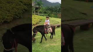 Passeio de charrete e cavalo