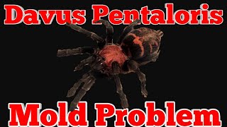 MOLD PROBLEM! Davus Pentaloris Re-house.