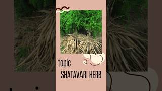 How to Balance Harmones Naturally #ytshorts #shorts #shatavari #Harmones  #beautyandhealthspike