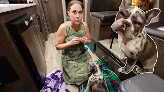 Last family trip of the summer & we had a pet emergency | Pickles almost exploded......