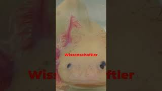 "Axolotl: Das Wundersame Amphibium - Regeneration & Neotenie im Fokus"