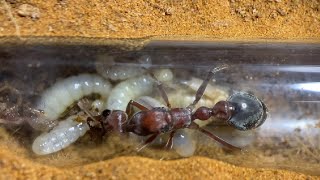 Bull Ant Larvae || Anna's Antic's