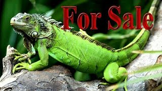 iguana for sale in india|green,red,blue iguanas for sale in india|all over india delivery possible|