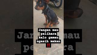 Anjing tetangga, tiap hari kerumah minta makan