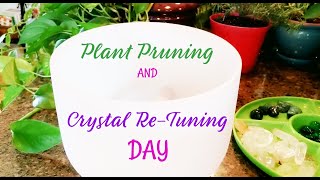 Plant Pruning and Crystal Re-tuning Day!