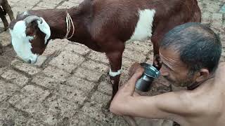 goat and sheep milking video 👍👍