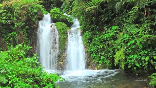 Uganda Wildlife Authority: The magnificent Munyaga Falls deep in Bwindi Impenetrable National Park