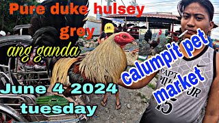 Pure duke hulsey grey ang ganda,June 4 2024 tuesday calumpit pet market.