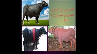 Pakistani Buffalo breeds | Nili ravi | Kundhi | Azi-khali | DMJ