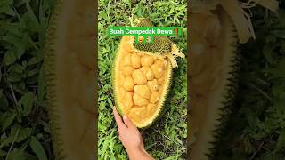 Rasanya sama atau beda⁉️🥹 #viral #buah #nangka #cempedak