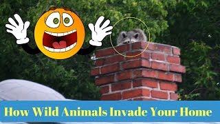 How Wildlife Animals Invade Your Home [Warning: SHOCKING]