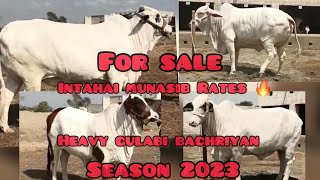 For Sale 😱 Heavy Gulabi Bachriyan | Rahim Yar Khan | Karachi Mandi | Northern Bypass Karachi