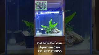 Best Aqua Care Program #aquarium #plantedaquarium