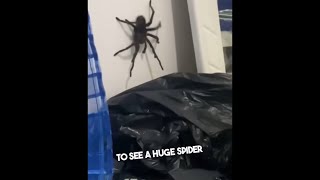 😱Scary Giant Spider #shorts #spider #scary