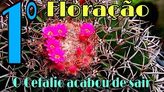 O Cefálio saiu e a 1° floração do Melocactus Zenhtneri ( Coroa de frade )