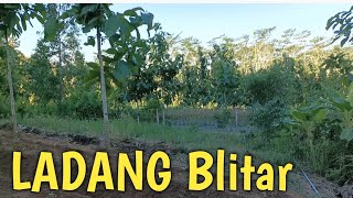 Beginilah SUASANA LADANG DESA di Blitar saat musim kemarau