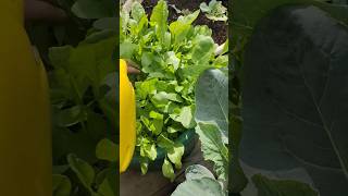 💯🤯"Grow 🔥🌾Spinach at Home Like a Pro: Easy Steps for a Bountiful Harvest!#organicgardening #shorts