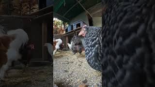 Backyard Chickens Fun 10 #chicken #hen #chickenhouse #backyardchickens #rooster #farmlife