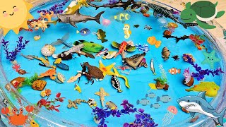 ANIMALS FOR TODDLERS: BLUE CRAB, LOBSTER, BELUGA, SPIDERFISH, SEA DRAGON, AND OTHERS