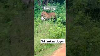 මමත් කන්න ඕන  මෙතන  #beats #wildanimals #tiger #india #usa #africa #srilanka #animellover #italy