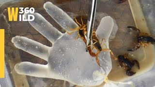 😲 Hand VS Scorpion || Power of WILDERNESS || WILD360