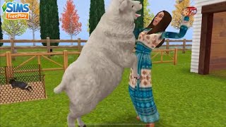 📹 TRAILER: ATUALIZAÇÃO SIMS E SIMSIBILIDADE🐑🏜️| THE SIMS FREEPLAY