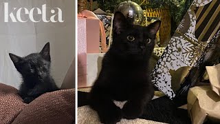 When a Lifelong Dog Person Gets Her First Cat | Keeta PH