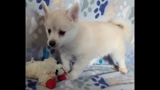 Pomsky Puppy Honey