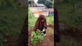 BERKEBUN #santri #santriberprestasi