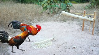 The first creative diy wild chicken trap make from wood & nail -  Easy wild chicken trap