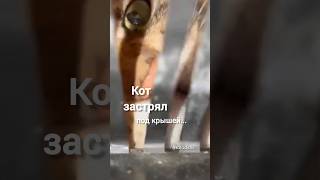 Спасение кота. Сколько он голодал? Содрал шерсть. Пытался выбраться. Браво парню. Нужна помощь