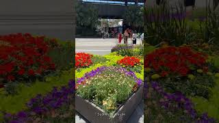 A Symphony of Spring Blooms at Sydney’s Circular Quay