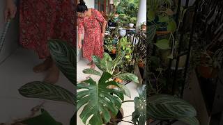 How I spent my weekend | Balcony plants deep cleaning- part 1 #garden #shorts