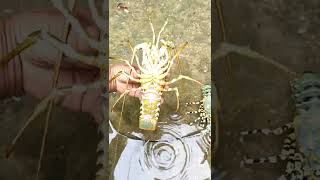 Lobster laut batu karang jenis bambu dan mutiara#Shorts