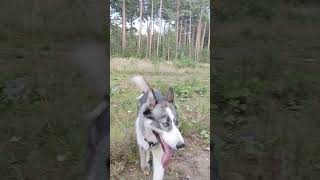 Собака с характером. Хаски Джек. #хаски #huskyplay