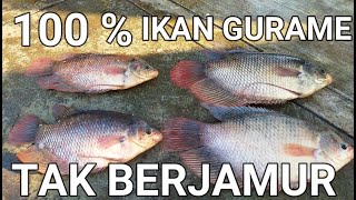 CARA BUDIDAYA IKAN GURAME DI KOLAM BETON || 100 % IKAN GURAME TAK BERJAMUR