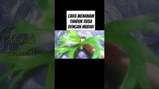 Cara menanam tanduk rusa dengan mudah #pupukorganikterbaik #pupukterbaik